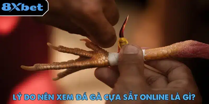 Bàn tay đang quấn băng cố định cựa kim loại nhọn vào chân gà trước giờ đá gà cựa sắt