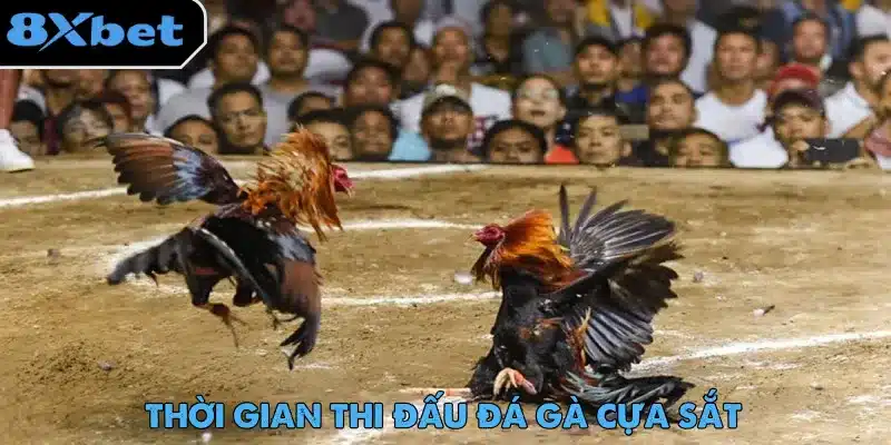 Khán giả vây quanh sàn đất theo dõi hai con gà lao vào nhau trong trận đá gà cựa sắt