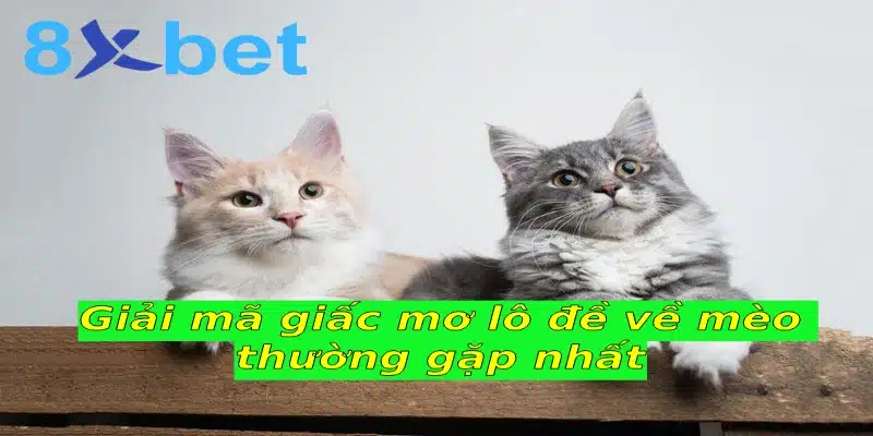 Hai chú mèo lông vàng nhạt và lông xám tựa trên thanh gỗ, minh họa giải mã giấc mơ thấy mèo