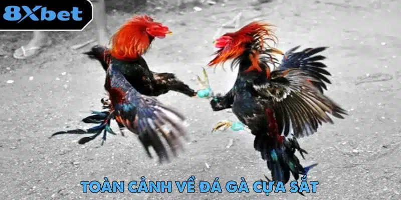 Hai chiến kê lông đỏ đen bật nhảy giao chiến trên nền đất trong trận đá gà cựa sắt